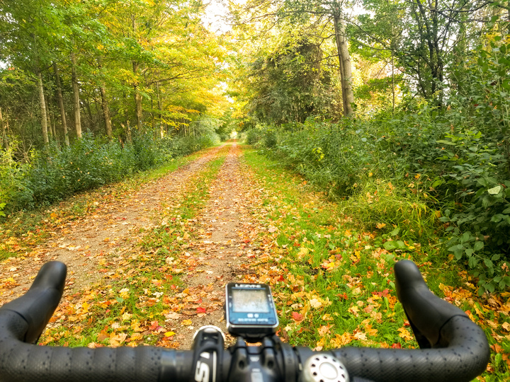 A tunnel created by trees growing over a trail in full autumn colours.