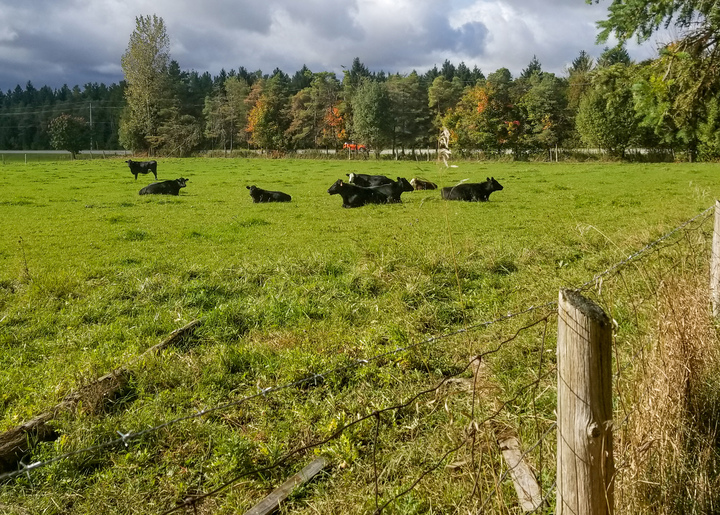 Clare’s cows