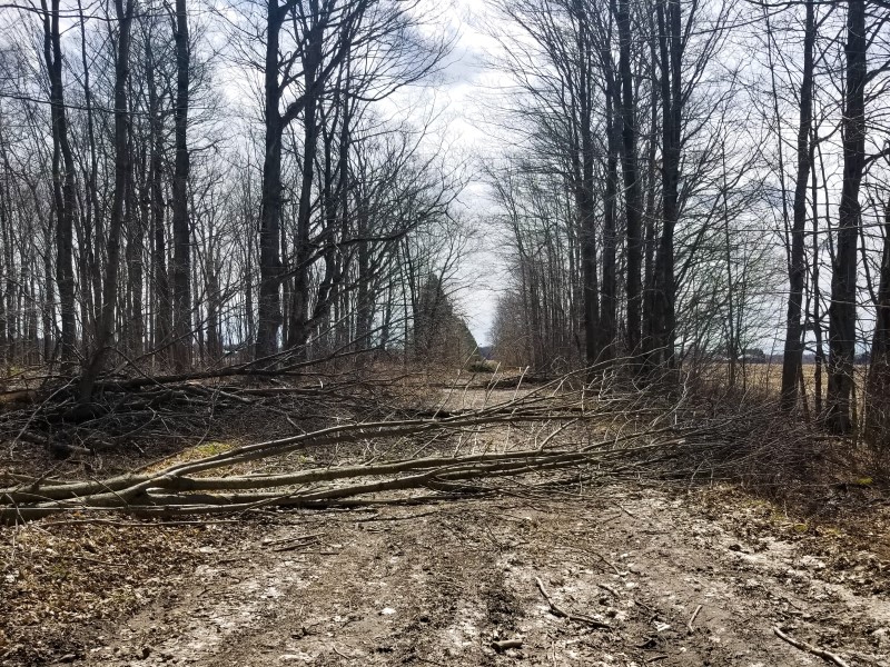 Several trees fallen across a section of dirt road